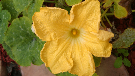 flowers pdf995 Unisexual flowers pdf995 Unisexual